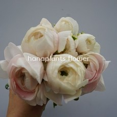(하나플란츠)생화 하노이 라넌큘러스 1단 농장직송 온라인꽃도매 생화 택배