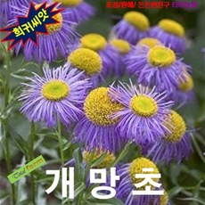 개망초자수