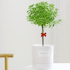 샌디브라운 바질트리 세라믹화분세트, 1개, 화이트(중형)