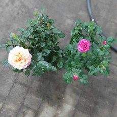 공룡꽃식물원 원플원 2개 사게장미 소품 15~30cm 79 야생화 초화