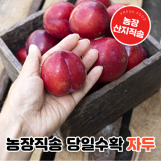 산지직송 당도선별 새콤달콤 대석 노지 자두, 1박스, 2kg 중소과(~65과)