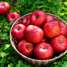 과일꾼 거창 꿀사과 못난이 선물용 가정용, 1box, 사과 5kg 소과(22-26)