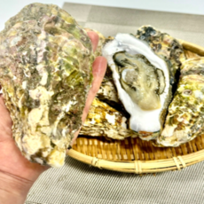 [제철365] 산지직송 통영 삼배체굴 개체굴 대왕굴 삼배체굴, 1개, 5kg