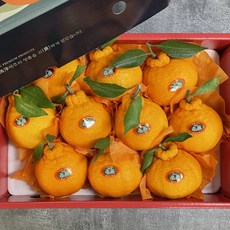 세상모든농부 프리미엄 제주 한라봉 선물세트, 한라봉 선물세트 3kg 중대과