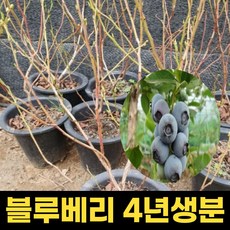 블루베리묘목 4년생 스타 결실주 블루베리나무 유실수, 1개