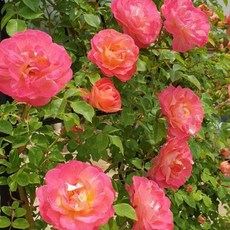 d45ad3e499ecce5d2b34d8ce9c6a9d2a23489774e0c2e0a7dcae76e583a9.jpg