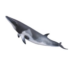 컬렉타밍크고래