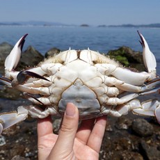 연평도 신선급냉 살이꽉찬 알배기 암꽃게 프리미엄, 1박스, 2kg [6-10미]