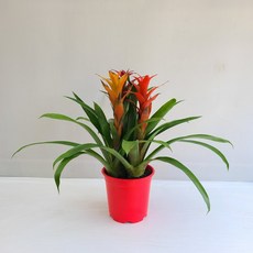 온누리070