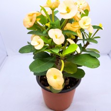 인플랜츠팜 꽃기린 노랑 사계절꽃 공기정화식물 반려식물플랜테리어, 1개