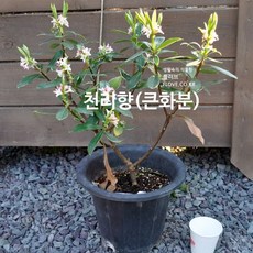 천리향