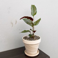 [1+1 SET] 아름다운 핑크라인 공기정화식물 키우기쉬운 반려식물 칼라데아 진저 토분, 스팡 쵸콜렛(13cm), 선택안함(식물1개 구매시), 화분받침 없음