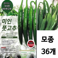 미인풋고추모종 36주 개 4.22(목)출하 천연 음식 재료 혈당 당뇨 고추 모종 미인 아삭이 키우기 주말농장 베란다 텃밭 재배 집 옥상 에서 농사 체험 기능성 안매운 채소 천기누설, 5월06일 (목요일 배송)