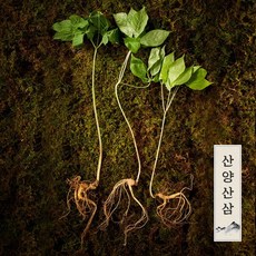 중국산삼