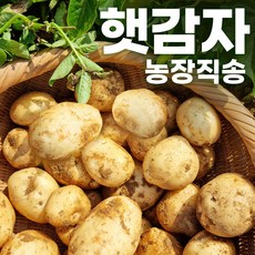 [2023년수확산지직송] 감자 국내산 햇감자 햇 두백감자 분감자 3kg 5kg 10kg, 1개