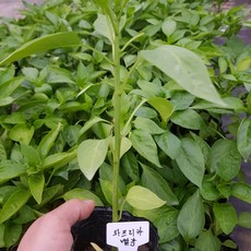 [모종모종]파프리카 모종 2주 (2주 1셋트)(빨강), 1개