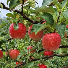 강원도사과 부사 달고개농원 껍질째먹는 횡성사과 1개 3kg (중과 9~11과) 상품 이미지