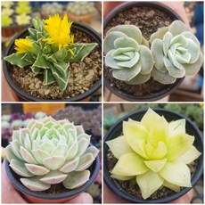 염좌 TOP01