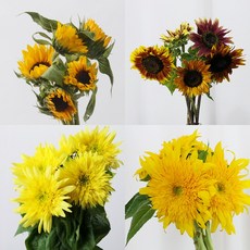 테디베어해바라기