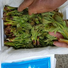 [청솔농장] 4월 3일 온순 첫 수확 자연산 산두릅 참두릅1kg 2kg, 1박스