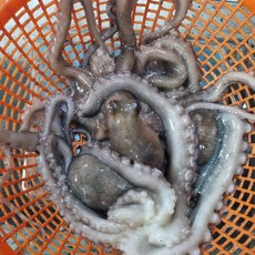 싱싱햇 여수 산낙지 생물 활낙지 국산 낙지, 1kg 3-5미, 1세트, 1kg