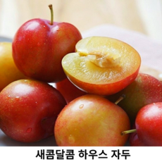 국내산 하우스 자두 900g-1kg 중과 소과 국산 무농약 친환경 하우스 자두 첫출하 새콤달콤 제철 과일 햇자두, 3개