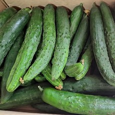 대감댁 국산 못난이 취청오이, 1박스, 못난이 취청오이 5kg (25개 내외)