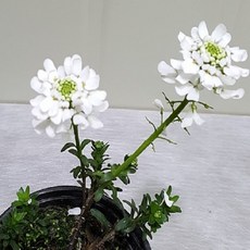 이메리스