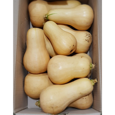 국내산 제주 땅콩호박 버터호박 호리병호박, 1개, 3kg (5~6수)