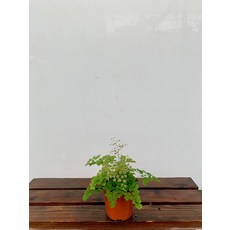 962c1651ee60fb502c904bed6dc5d56fa49757f5131cc455eaced6142aaa.jpg