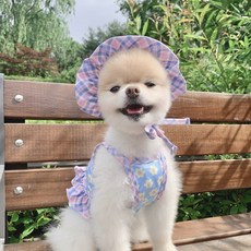 소잉디자이너펫의상