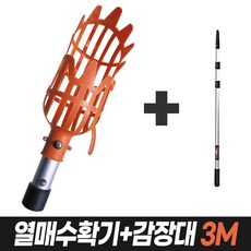 감나무장대