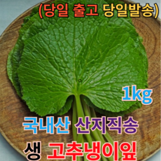 [산지직송] 농가직영 생 고추냉이잎 1kg 싱싱한 국산 당일수확 빠른배송 아삭아삭 신선한 와사비잎 와사비잎쌈 고추냉이생잎 생고추냉이잎 고추냉이잎절임재료 고추냉이잎생와사비, 1개