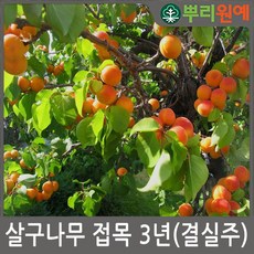 살구나무 접목 3년 결실주 뿌리원예