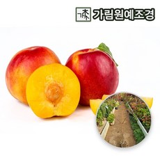 플럼코트