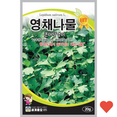 원예 식물 영채 나물 20g 큰다닥냉이 매운 씨앗