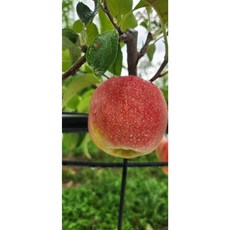 농장직송 의성 상큼달콤 일품 홍로사과 4kg, 1개, 중대과(15-19과/ 230g이상)