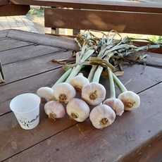 홍산마늘가격-추천-상품