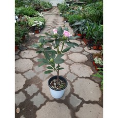 만병초꽃