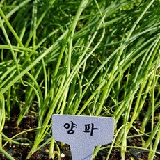양파모종