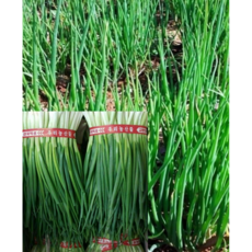 알뜰농장 국내산 신선한 최상품 깐쪽파 김치용 1~2단 (0.8~1kg/1.8~2kg내외), 깐쪽파 1kg내외(1단), 1개