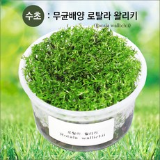 로탈라왈리키