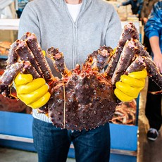 프리미엄 살아있는 활 킹크랩 1마리 2.2kg 3.5kg 수율80%보장 레드 블루 브라운, 2.2kg 1마리