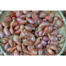 살림꾼 국산 친환경 양평 쪽파 종자 종구 씨 1kg 2kg, 1개