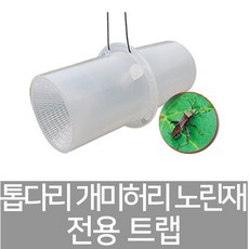 톱다리개미허리노린재
