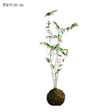 거실 여름러그 러그 대형 카페트 마일스