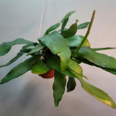 립살리스부사완