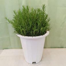 로즈마리대품