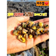  제주 자연산 급냉 자숙보말, 1개, 500g 