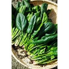 달달하고 맛있는 국내산 시금치, 1개, 500g